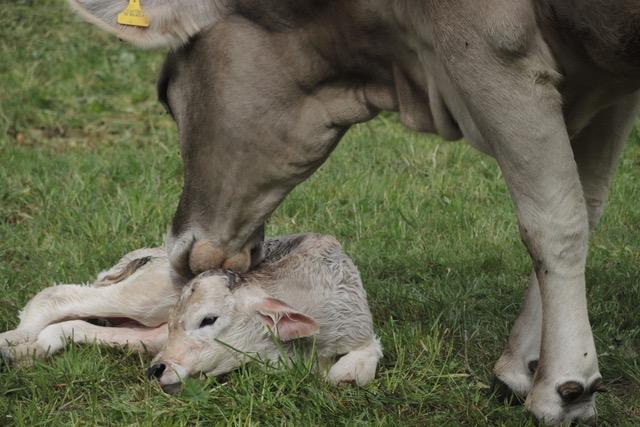neugeborenes Kälbchen liegt auf einer Wiese, die Mutter-Kuh leckt es ab